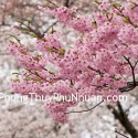 Cherry blossoms in Shinjuku Gyoen (Garden), Tokyo, Japan 3/06